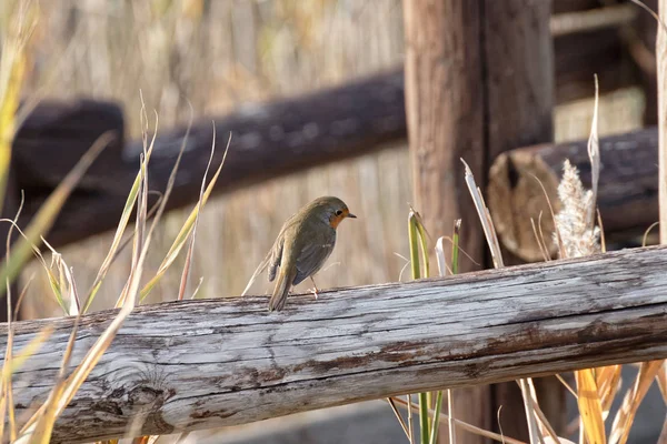 Detail of a robin — Stock Photo, Image