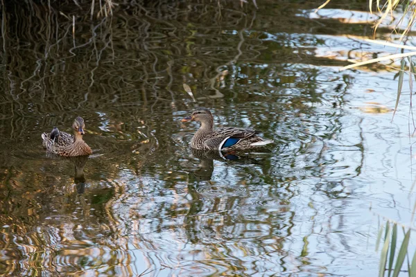 Mallard di danau — Stok Foto