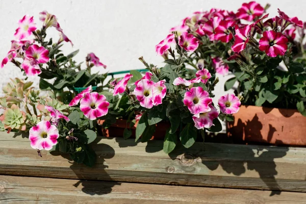 Detalhe de flores de primula — Fotografia de Stock