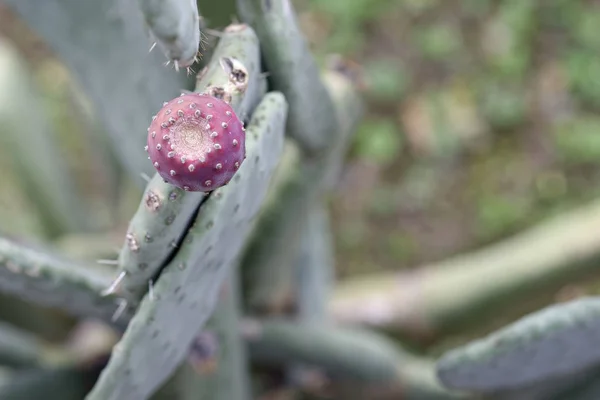 Opuntia ficus in a garden — Stock Photo, Image