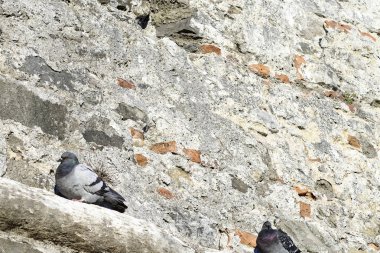 güvercin bir duvar üstüne eski kale