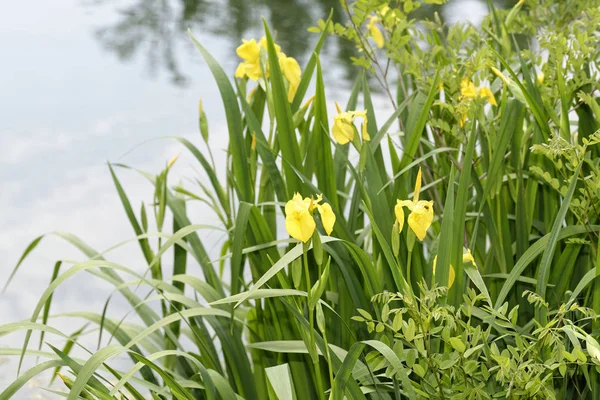 Íris amarela em um prado — Fotografia de Stock
