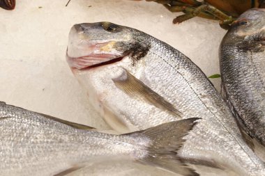 İtalyan Sparus aurata balık Balık Market