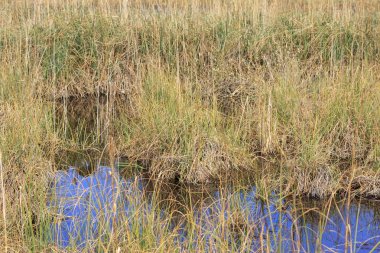 Tabiatı, Oasis Lipu Massaciuccoli, Lucca, Toskana