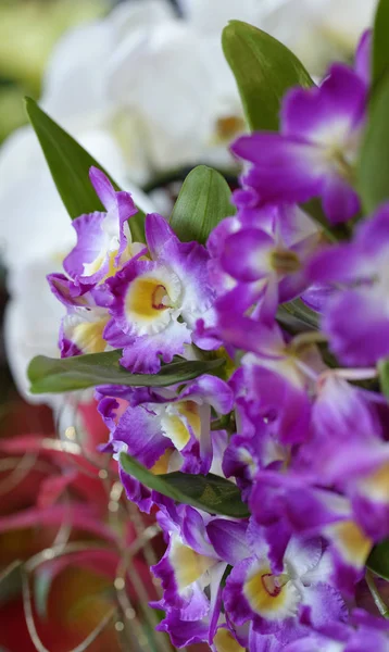 Primo piano di bella orchidea viola vibrante — Foto Stock
