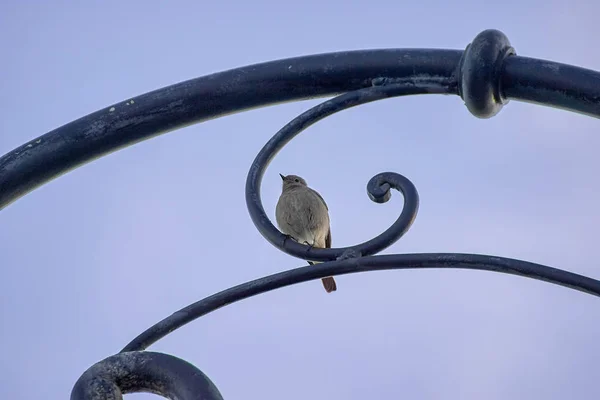 Negro redstart posando encima de una vieja lámpara de calle —  Fotos de Stock