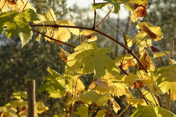 Autumn vineyard in riomaggiore a liitle village — Stock Photo, Image