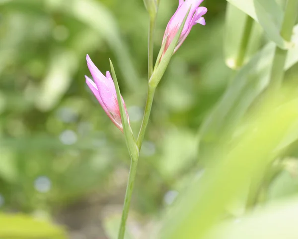 Iris Violeta Jardín Verano — Foto de Stock