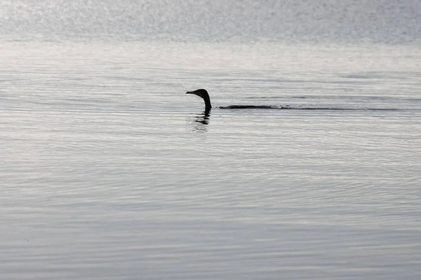 Cormoran Dans Lac Massaciuccoli Italie — Photo