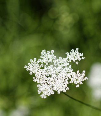 Çayırdaki havuç çiçeğinin ayrıntıları