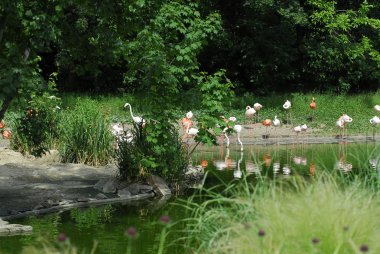 doğal bir parkta güzel flamingo