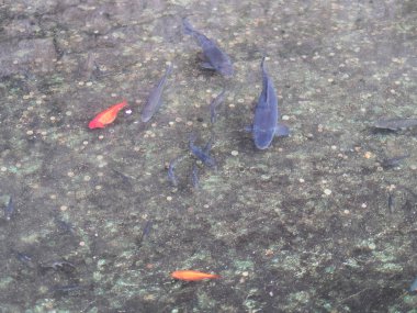 bir çeşme kırmızı balık