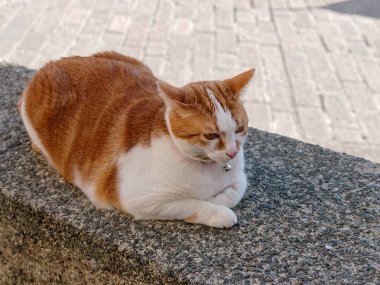 Benim evimde turuncu kedi