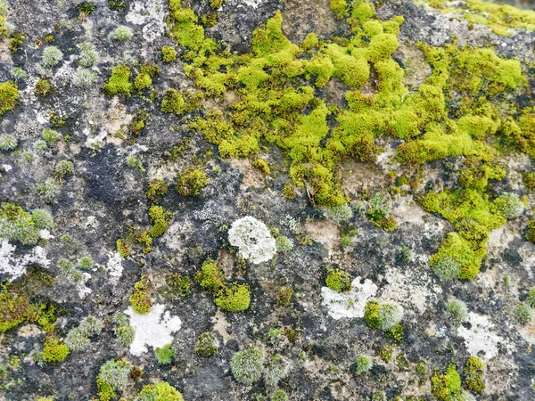 Moss on top a rock — Stock Photo, Image