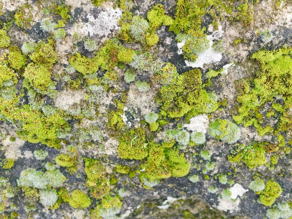 岩石上的苔藓 — 图库照片