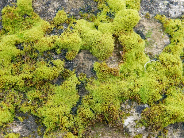 岩石上的苔藓 — 图库照片