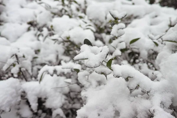 雪で覆われてローズの赤い果実 — ストック写真