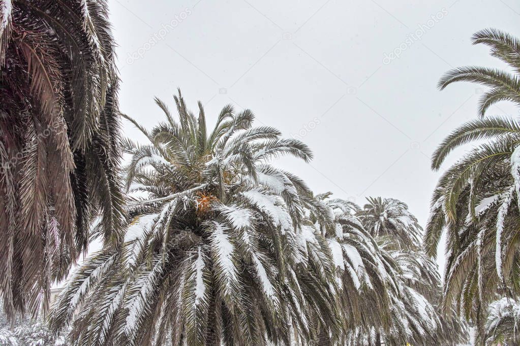 tree of palm under the snow 