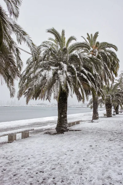 Palmenbaum unter dem Schnee — Stockfoto