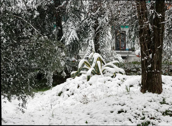 Schnee auf einem Baum in der Nähe meines Hauses — Stockfoto