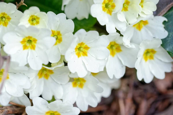 Dettaglio di primula in un prato — Foto Stock