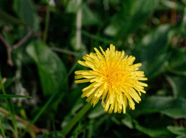 Fiore di dente di leone — Foto Stock