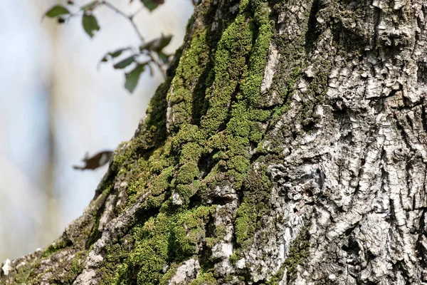 Musgo na árvore — Fotografia de Stock