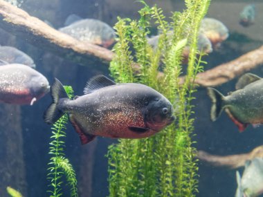 Akvaryumdaki kırmızı piranha 'nın sualtı görüntüsü.