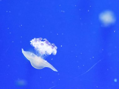 İtalya 'daki akvaryumdaki denizanasının ayrıntıları
