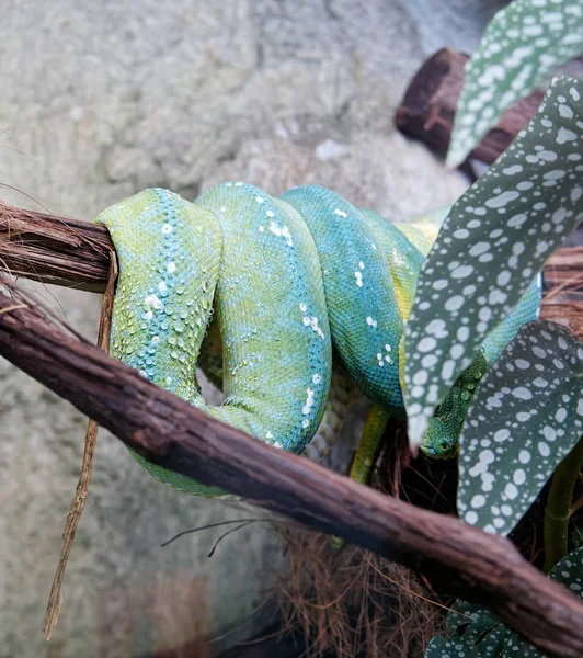Akvaryumdaki Yeşil Pitonun Ayrıntıları — Stok fotoğraf