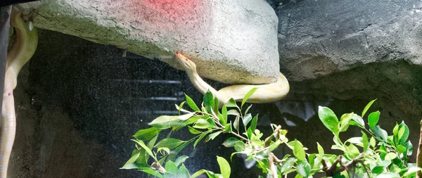 Detail Der Borneo Python Einem Terrarium — Stockfoto