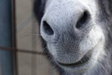 Çayırdaki eşek burnunun ayrıntıları