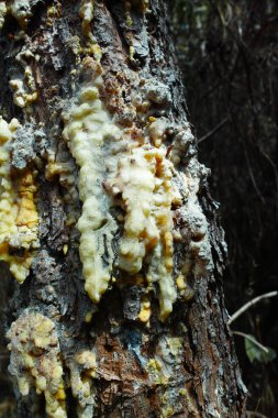 La spezia 'da bir çayırda çam reçinesi döküntüsü