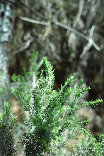 Detail Erika Plant Meadow — Stock Photo, Image