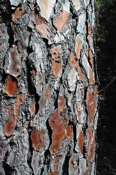 Bark Pine Tree Prado — Fotografia de Stock