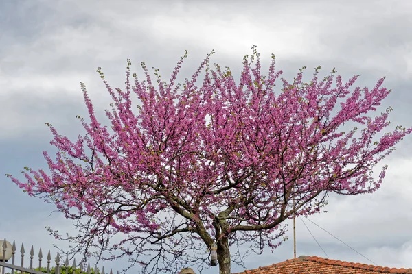 Strom Jidáše Zahradě Můj Přítel Texturovaný Efekt — Stock fotografie