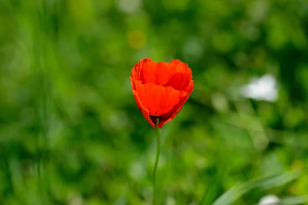 stock image poppie in a meadow in la spezia