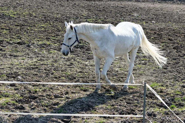 Detail Van Het Witte Paard Een Weide — Stockfoto