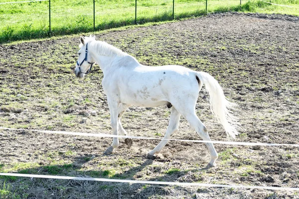 Çayırdaki Beyaz Atın Ayrıntıları — Stok fotoğraf