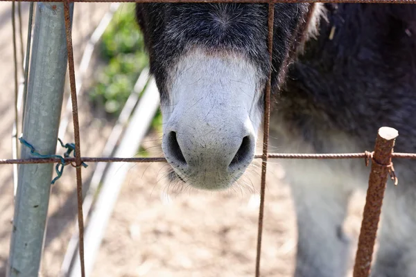 Detail Donkey Nose Meadow — Stock Photo, Image