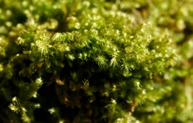 La spezia 'da bir çayırda ağaçta yosun var.