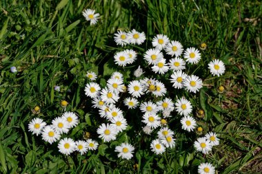 Evimin yakınındaki bir çayırda beyaz papatya