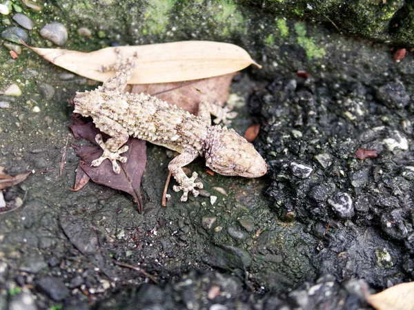 Mediterranean house gecko (Hemidactylus turcicus) in a meadow