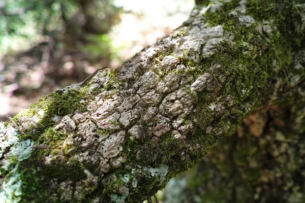 나무 이끼 — 스톡 사진