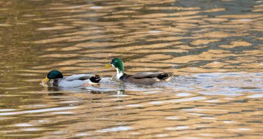 Gölde bir yaban ördeği