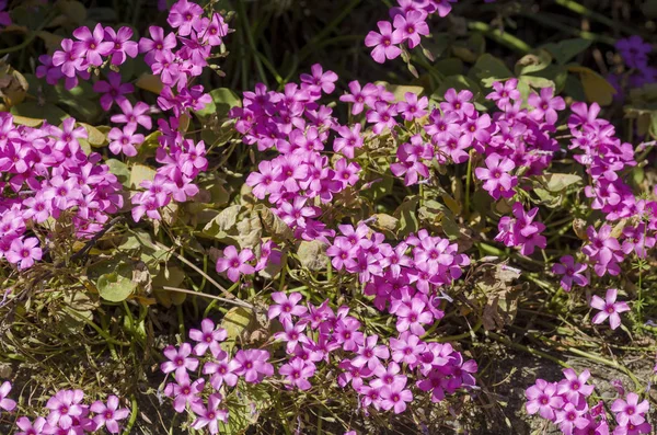 Fleur de trifolium dans un jardin — Photo