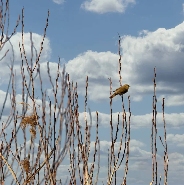 Szczegóły dotyczące lu � � (phylloscopus collybita) w jeziorze Massacciuccoli i — Zdjęcie stockowe