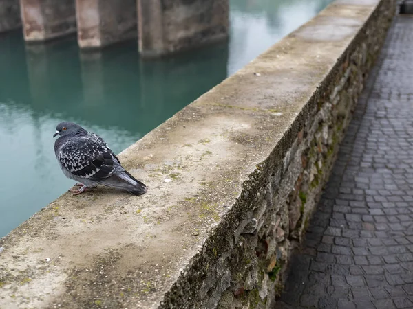 Très Beau Pigeon Sur Mur Desenzano Del Garda — Photo