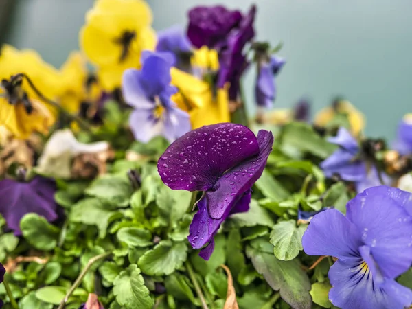 Bardzo Ładne Kwiaty Petunii Desenzano Del Garda Włochy — Zdjęcie stockowe