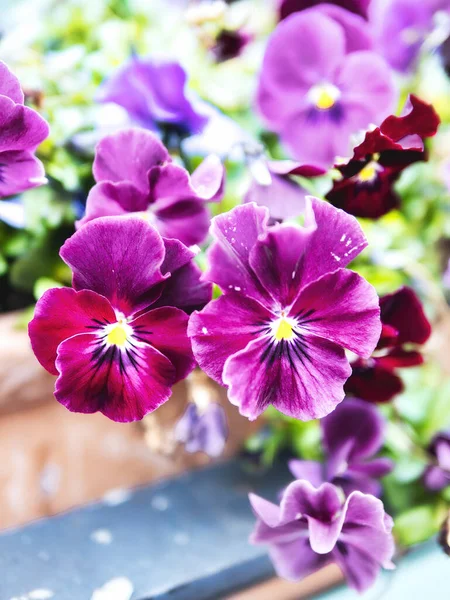 Nagyon Szép Petúnia Virágok Desenzano Del Garda Olaszország — Stock Fotó